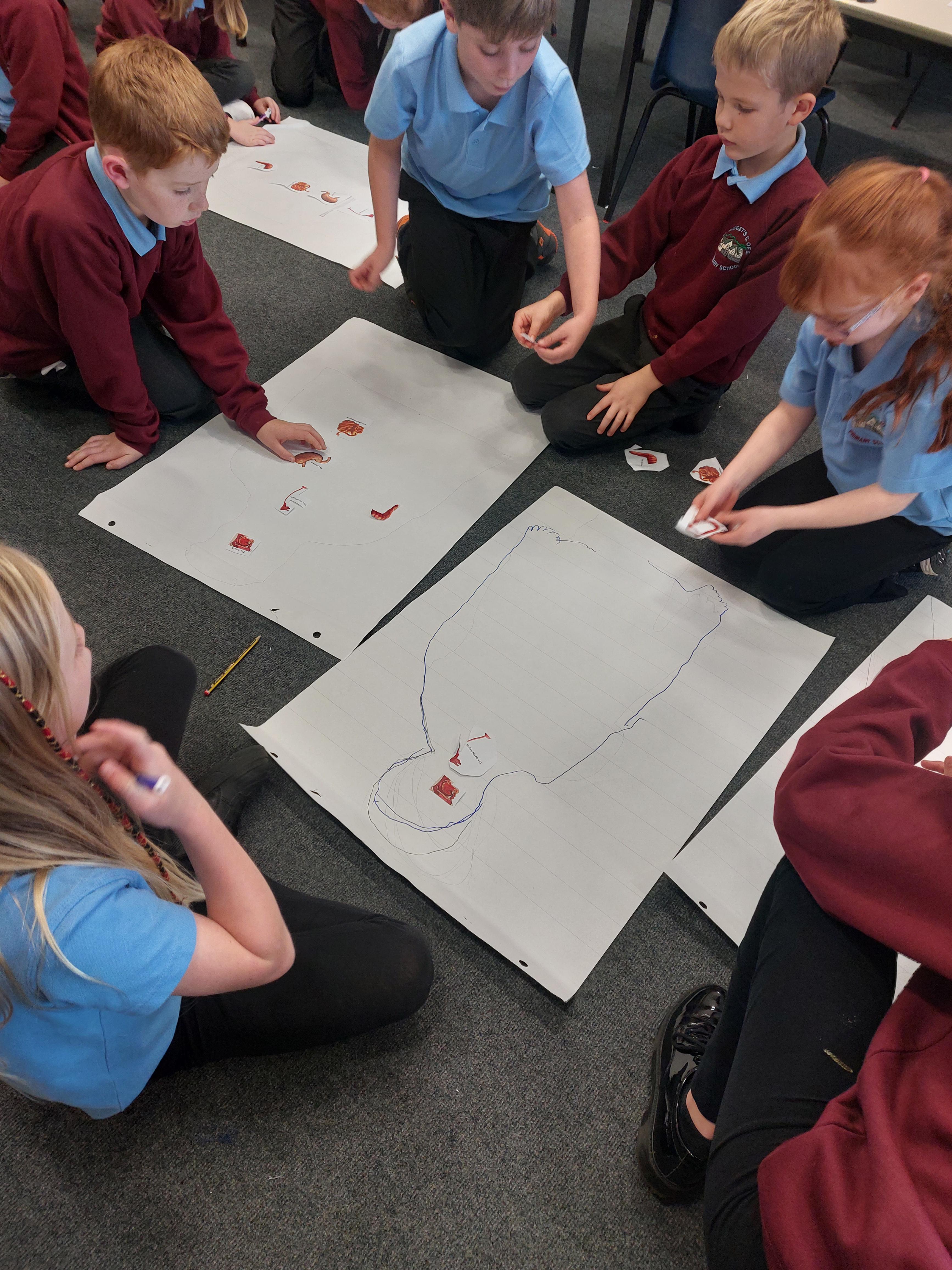 The human digestive system